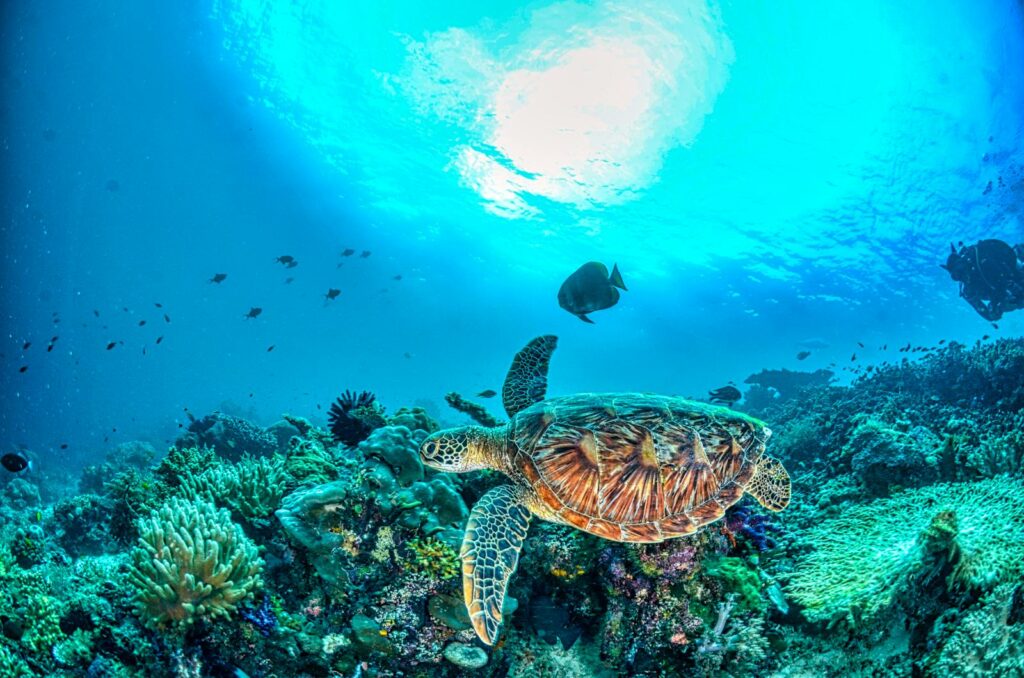 Discovering a hawksbill sea turtle gracefully gliding through vibrant coral reefs in West Papua, Indonesia.