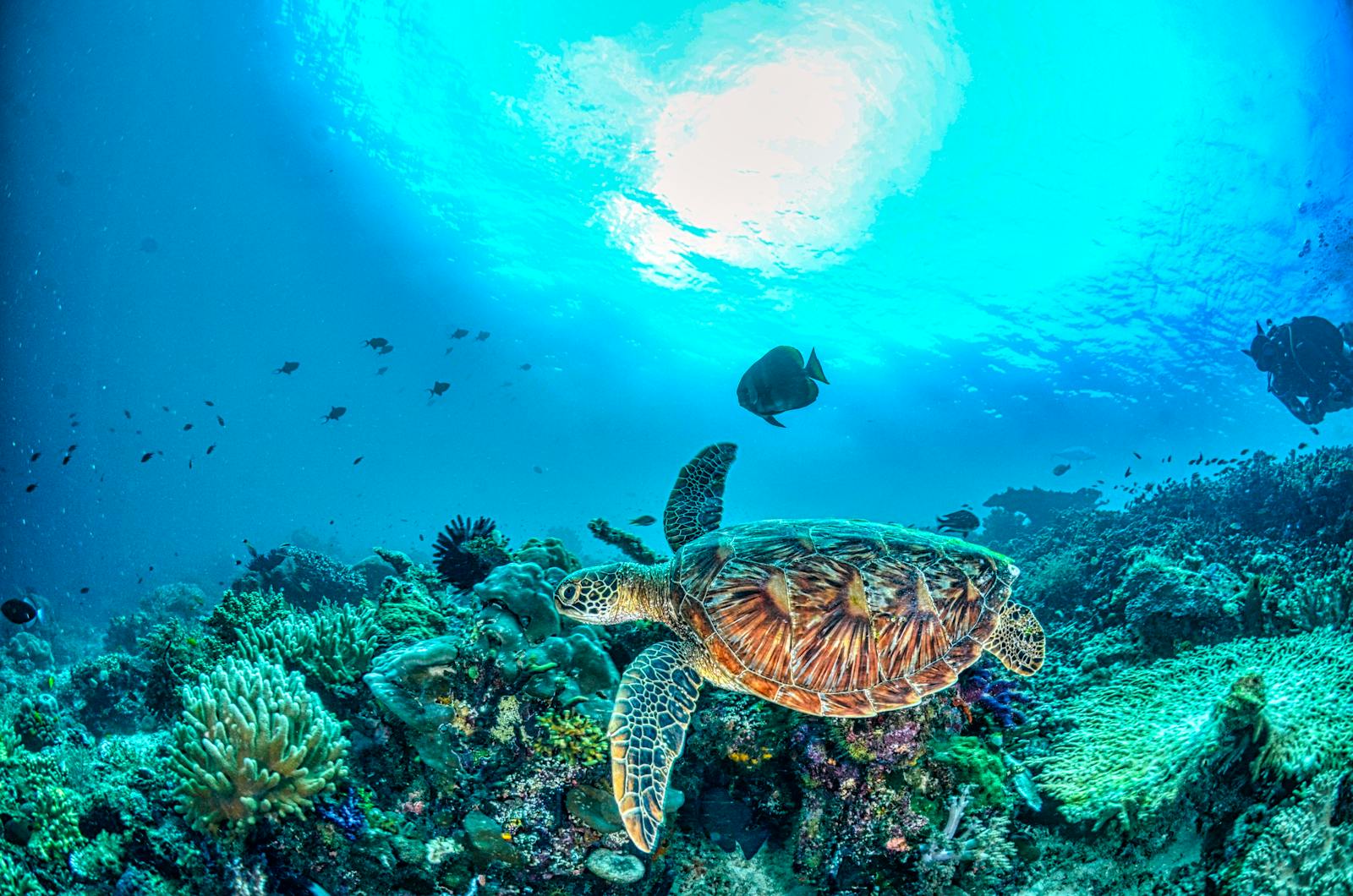 The Most Endangered Turtle Species in the World