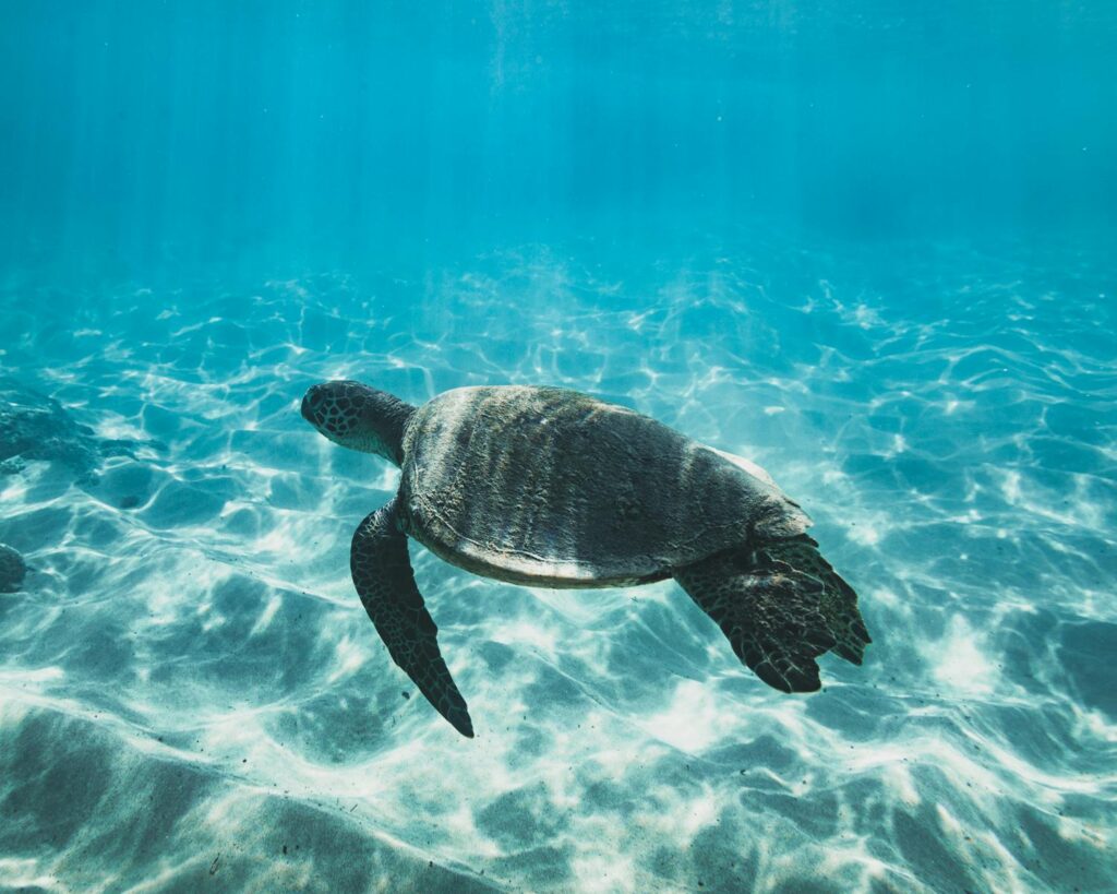 A serene underwater scene featuring a green sea turtle gently swimming in the clear blue ocean.