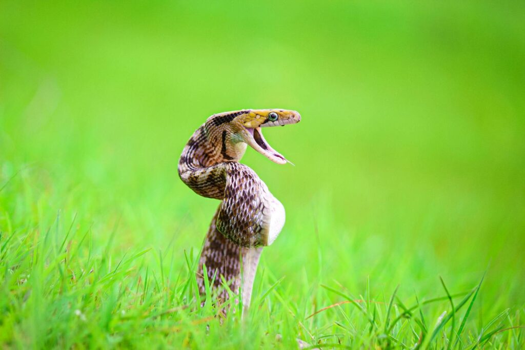Vibrant close-up of a snake poised in green grass, showcasing wildlife beauty.