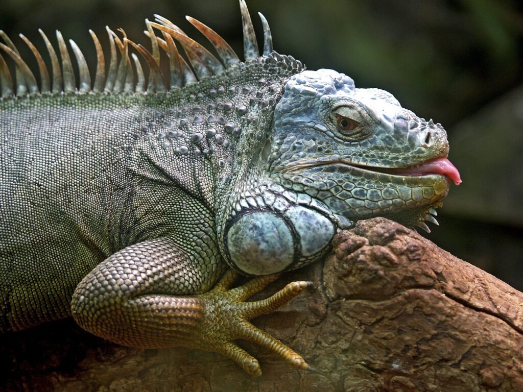 iguana, animal, wildlife, reptile, fauna, wilderness, nature, jungle, iguana, iguana, iguana, iguana, iguana, reptile, jungle, jungle, jungle