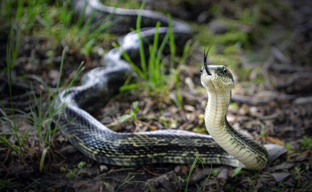snake, nature, slither, rat snake, reptile, wildlife, serpent, animal, wild, creature, predator, outdoors, exotic, reptilian, tongue, natural, slithering, snake, snake, snake, snake, slither, rat snake, rat snake, rat snake, rat snake, rat snake, serpent, serpent, serpent
