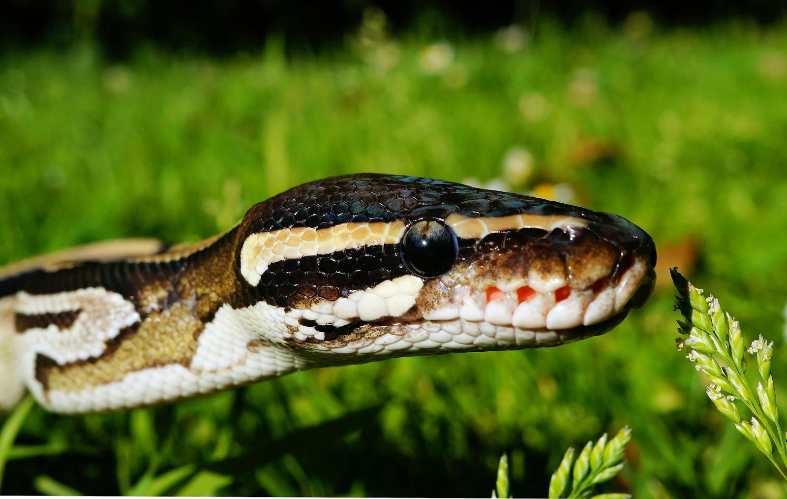The Best Substrates for Non-Venomous Snake Enclosures