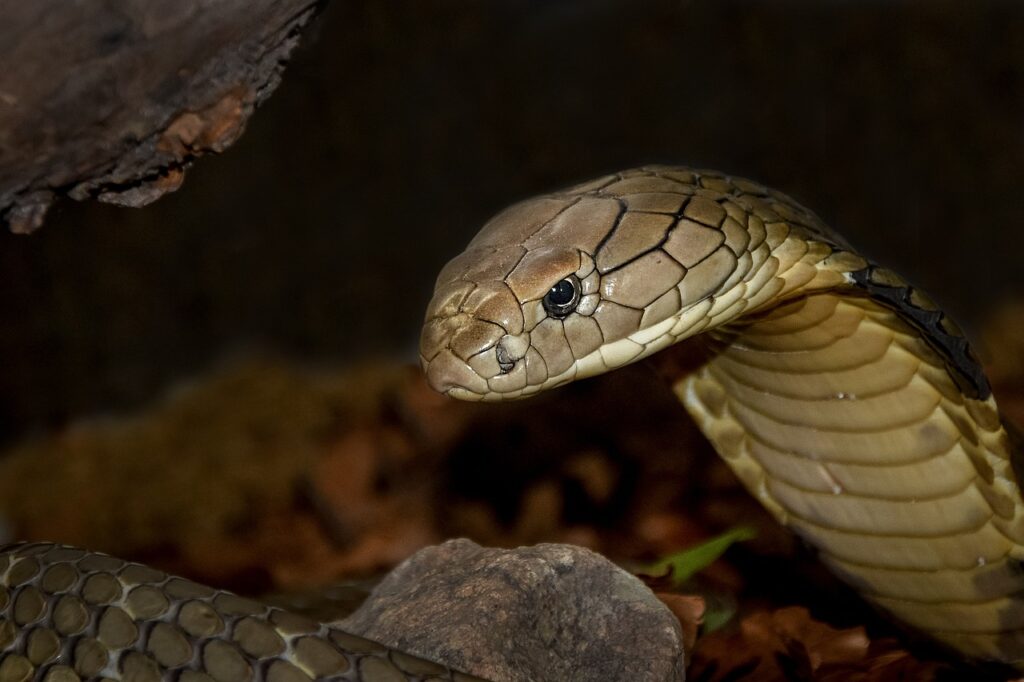 snake, reptile, cobra, poison, animal, nature, wild
