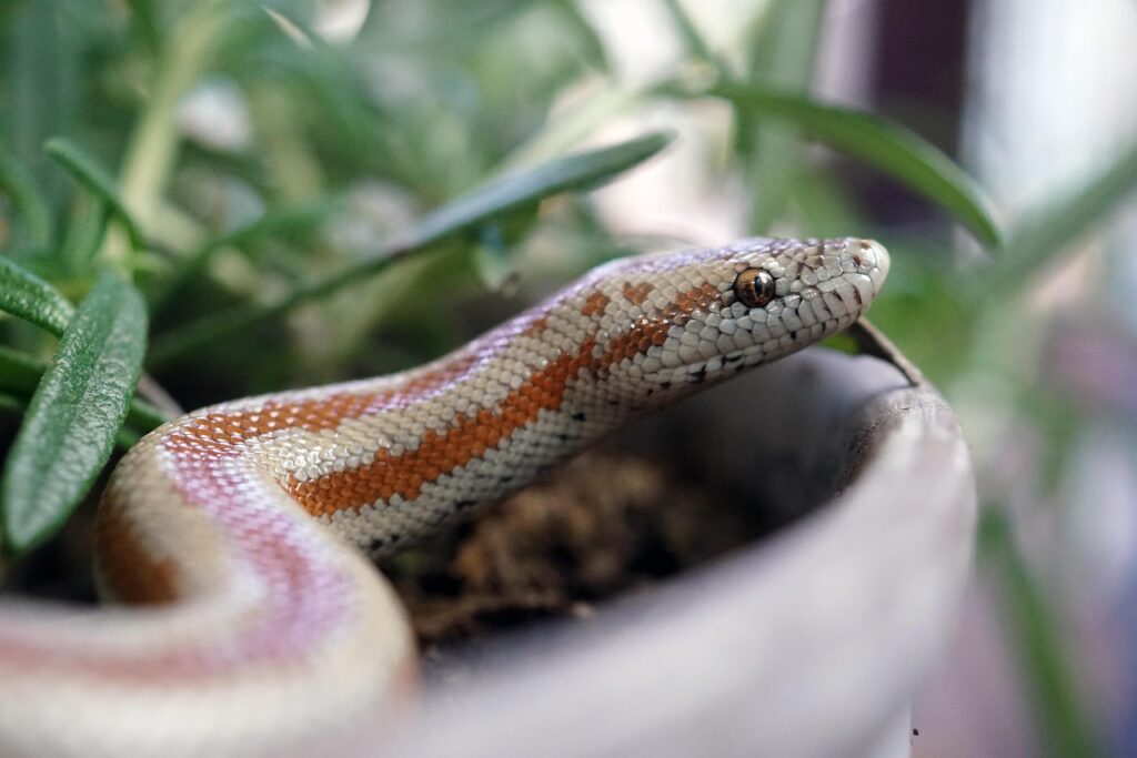 snake, reptile, animal, rosy, pet, nature, rosy boa, boa
