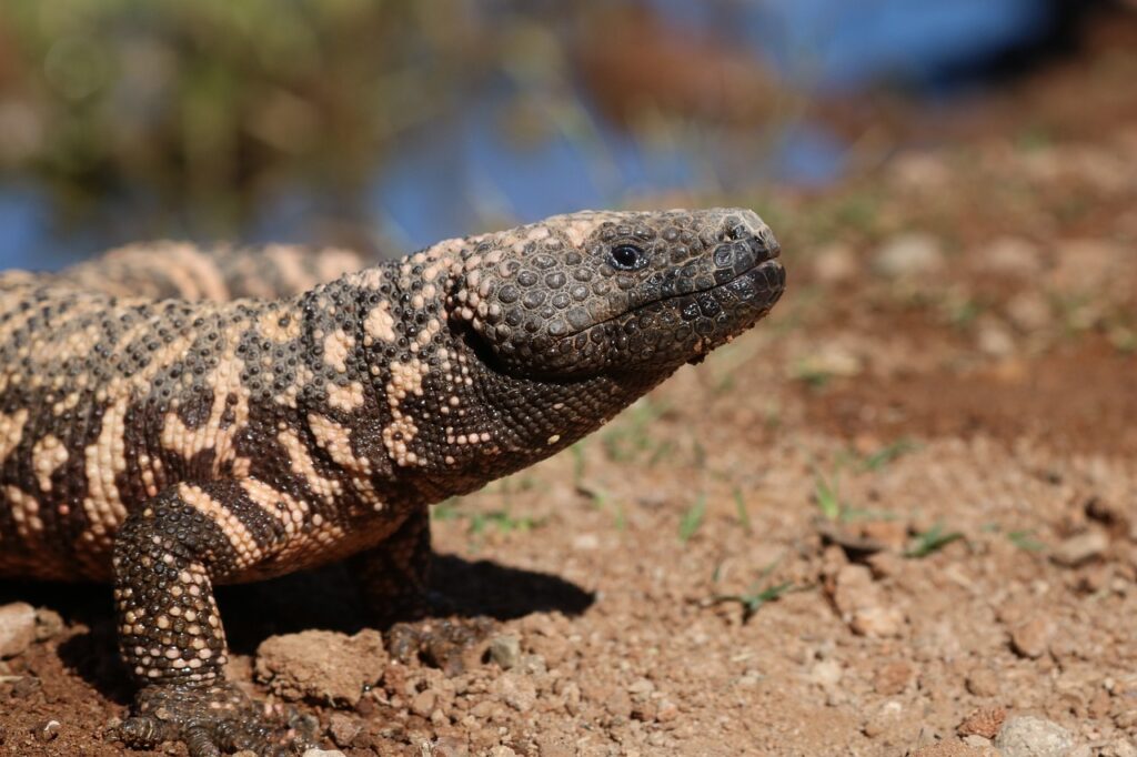 gila, lizard, dragon, reptile, monster, scales, venom, venomous, wildlife, exotic, nature, animal, gila, gila, gila, gila, gila, venom