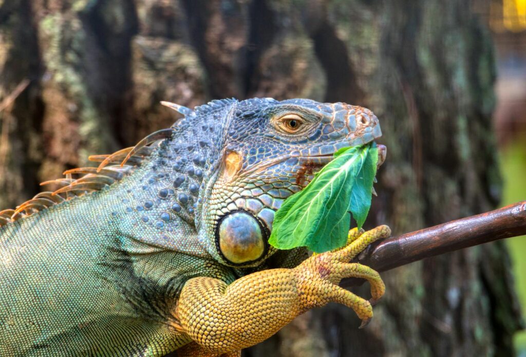 Wild green iguana with spikes growing on head on blurred background of big tree in zoo