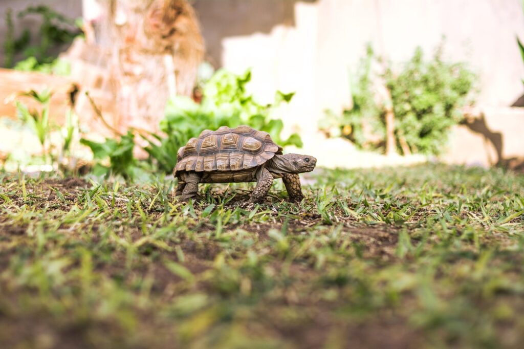 tortoise, reptile, animal, chaco tortoise, argentine tortoise, patagonian tortoise, southern wood tortoise, fauna, nature, tortoise, tortoise, tortoise, tortoise, tortoise