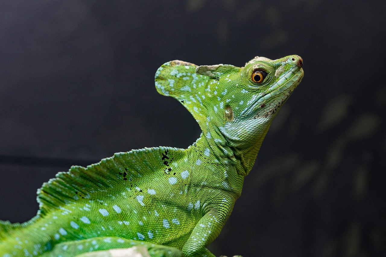 basilisk, lizard, animal, reptile, wildlife, exotic, zoo, terrarium, jungle, wilderness, nature, closeup, basilisk, lizard, lizard, lizard, lizard, lizard, jungle, jungle