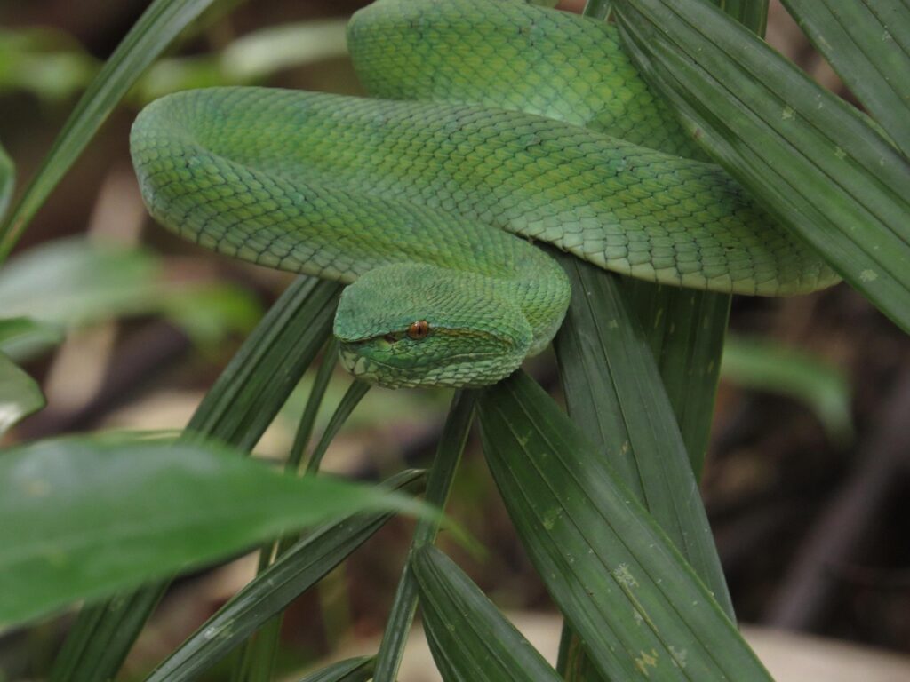 green pit viper, snake, leaves, viper, reptile, venomous, animal, wildlife, fauna, wilderness, jungle, nature, closeup, snake, viper, viper, viper, viper, viper