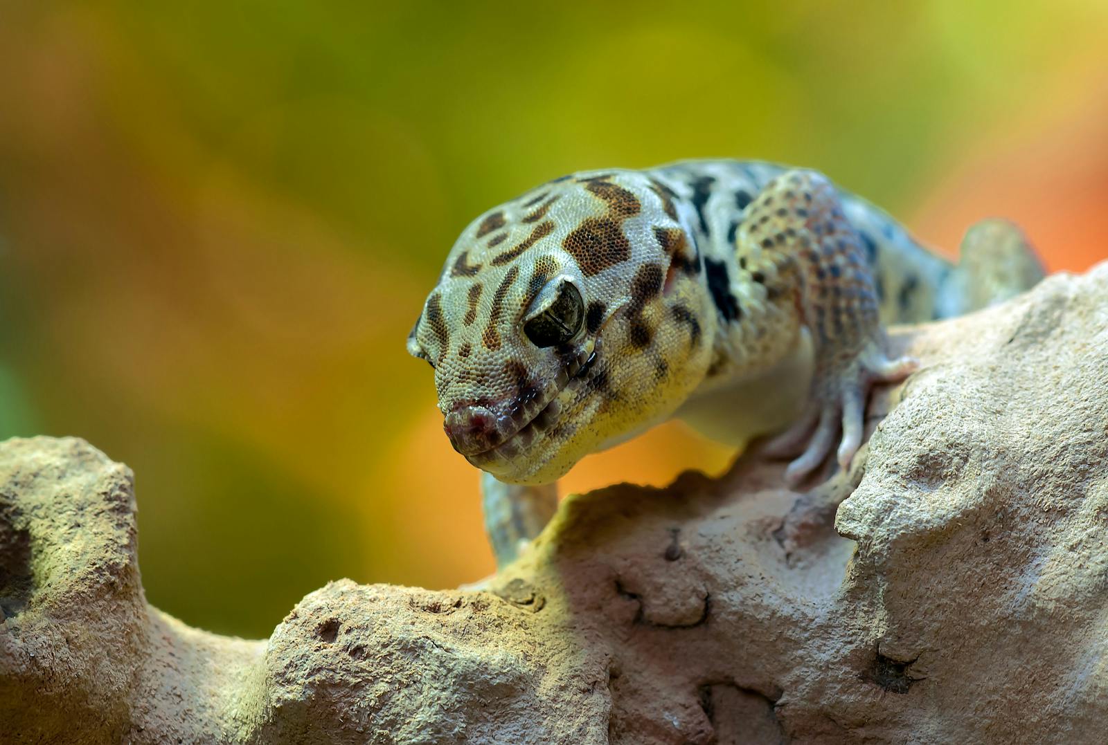 The Most Expensive Lizard in the Pet Trade