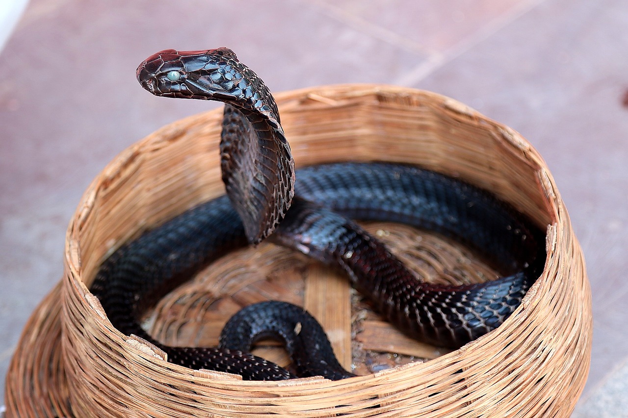 cobra, basket, snake, scales, reptile, wild animal, animal world, portrait, animal portrait, cobra, cobra, cobra, cobra, cobra
