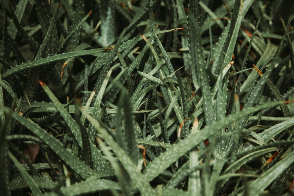 Green plant with sharp edges of pointed leaves growing in botanical garden in nature with weathered tops of exotic prickly vegetation