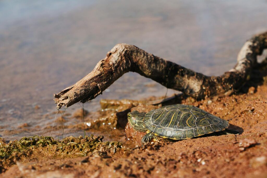 A turtle on a muddy shore beside calm water with a dry branch overhead.