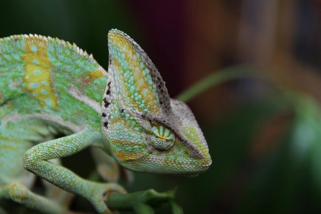 Detailed macro shot of a chameleon showcasing its vibrant colors and unique textures.