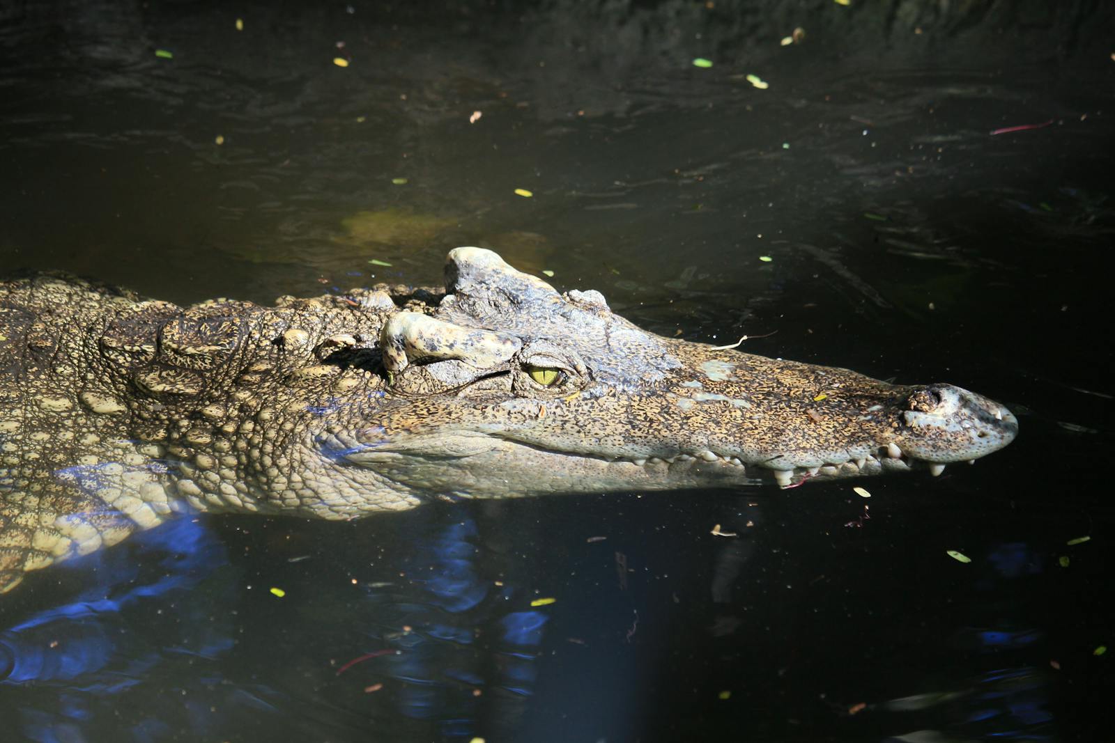 Detailed close-up of a saltwater crocodile swimming with its head above water. Captures its menacing features and habitat.