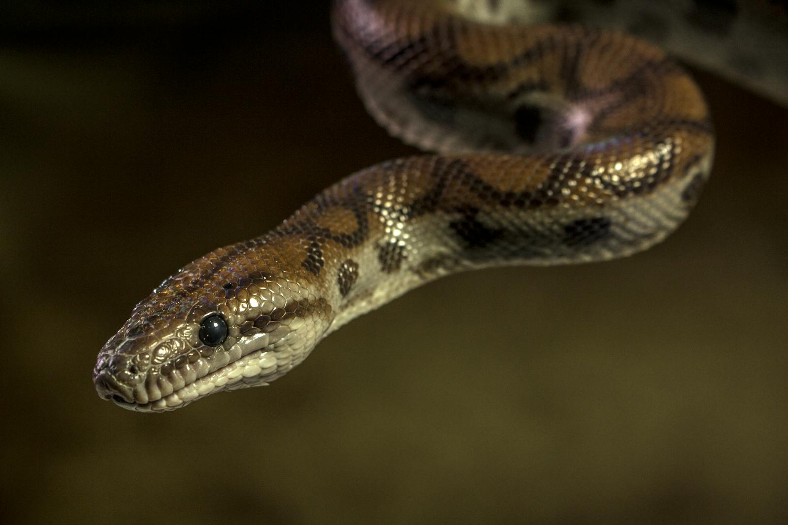 Detailed close-up of a python snake in a natural outdoor setting highlighting its striking features.