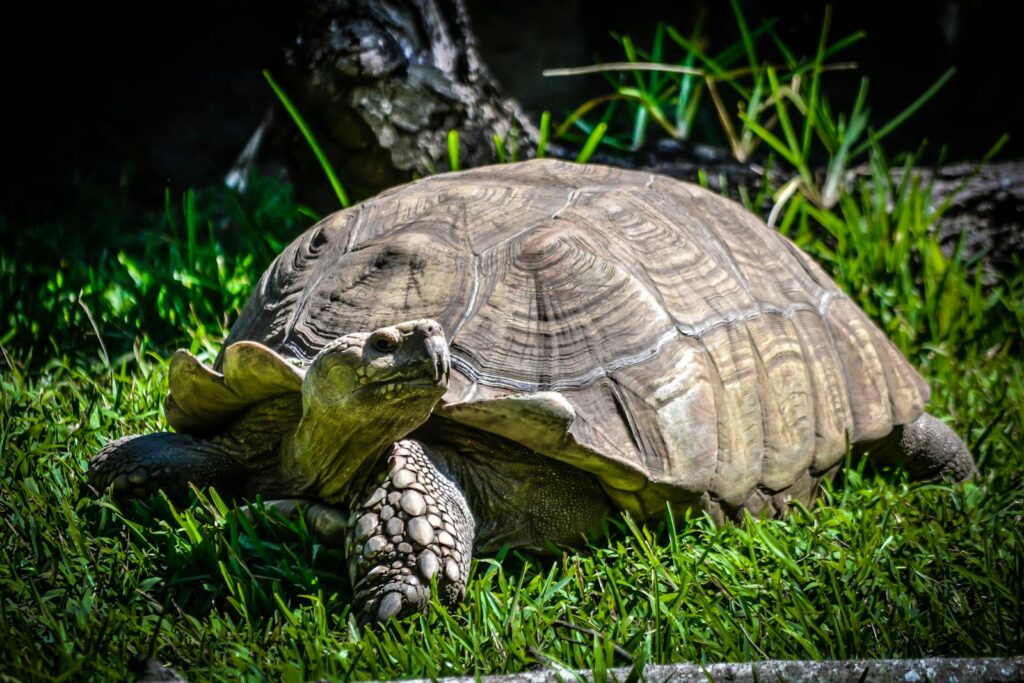 Detailed close-up of a tortoise resting in the grass on a sunny day, showcasing its patterned shell.