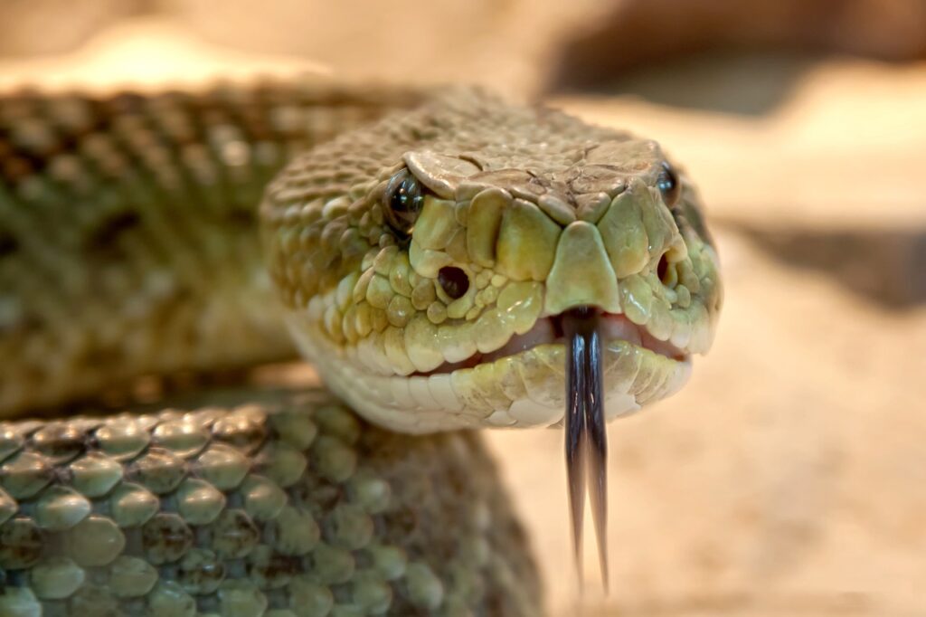 speckled rattlesnake, snake, nature, animal, rattlesnake, viper, crotalus mitchellii, tongue, venomous, reptile, head, scales, closeup
