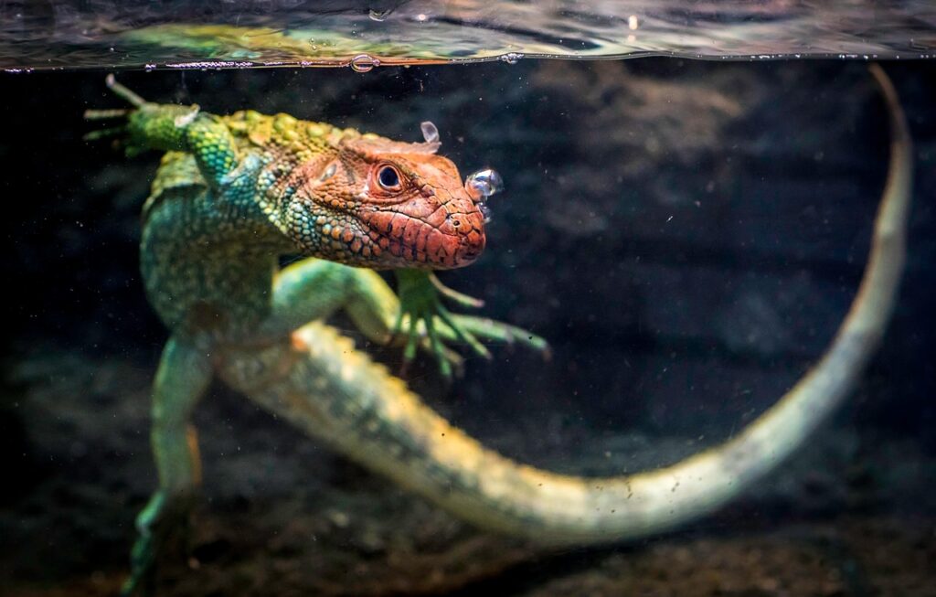 caiman lizard, lizard, nature, reptile, animal, tank, pet