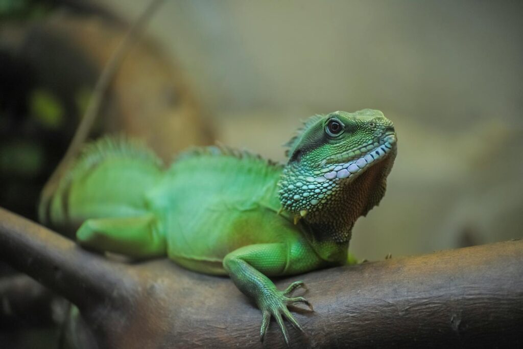 Detailed close-up of a vibrant green lizard perched on a branch in a natural setting.