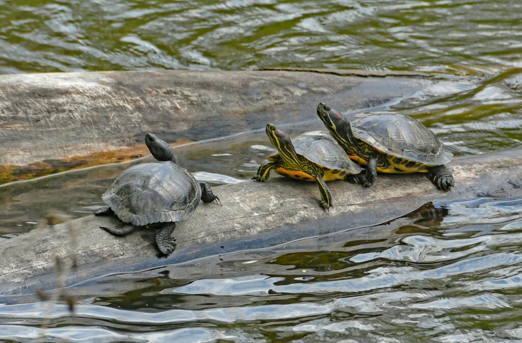 Three turtles relaxing on a log in a serene pond, showcasing natural reptile behavior.