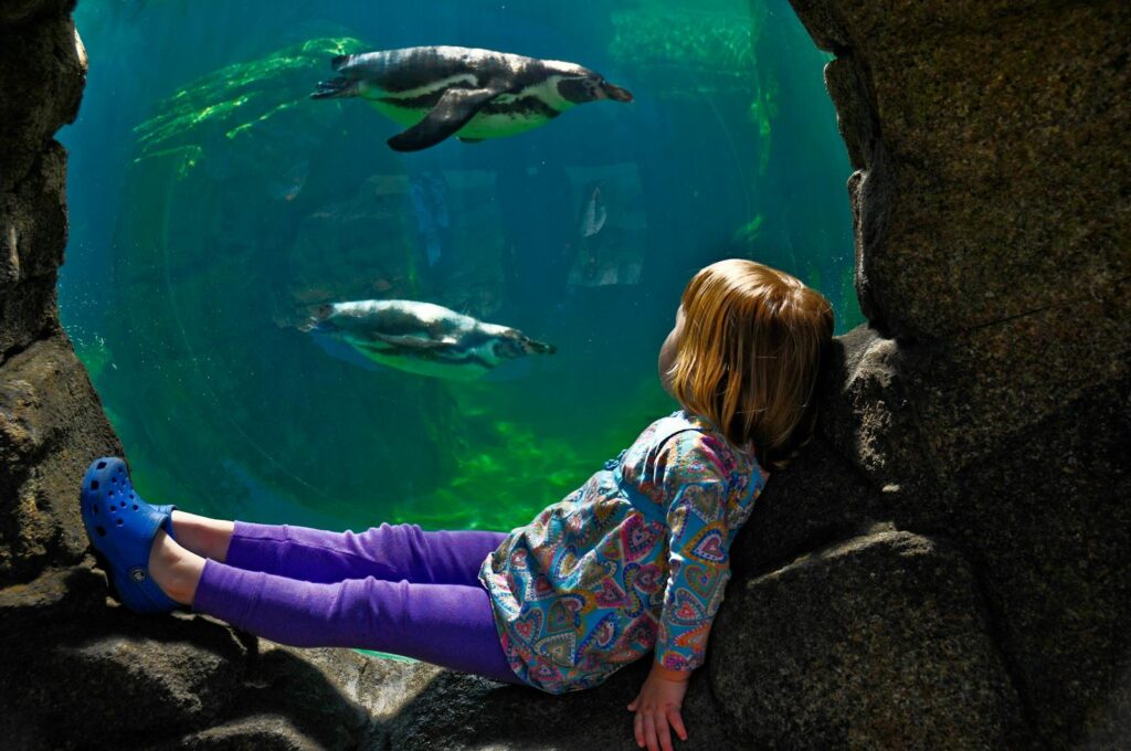 Young girl watching penguins swim at an aquarium, enjoying a tranquil moment.
