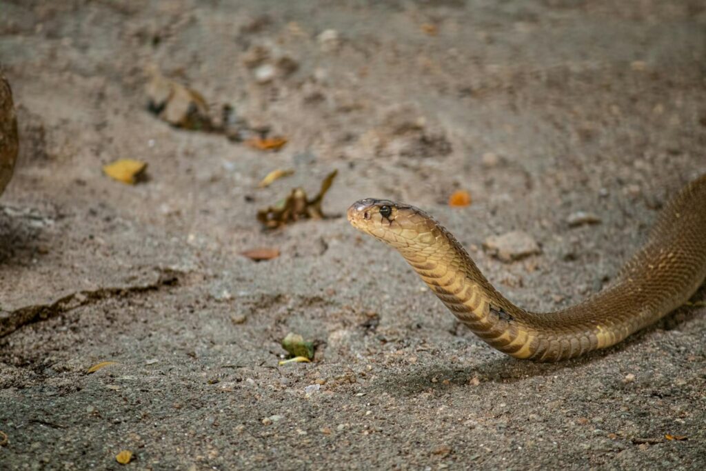 Detailed image of a Cape Cobra (Naja nivea) on sandy ground.