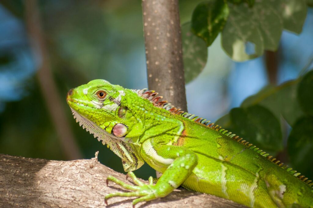 Close-up of a green iguana resting on a tree branch, showcasing its vivid colors.
