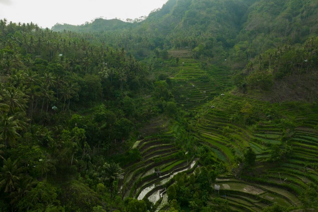 Aerial view showcasing lush green rice terraces and dense forest in a mountainous landscape.