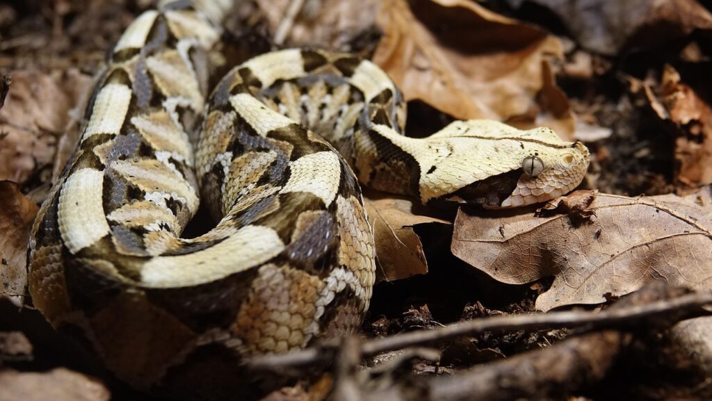 viper, snake, animal, gaboon viper, bitis rhinoceros, reptile, venomous snake, poisonous, puff adder, wildlife, nature, africa, viper, viper, gaboon viper, gaboon viper, gaboon viper, gaboon viper, gaboon viper, puff adder