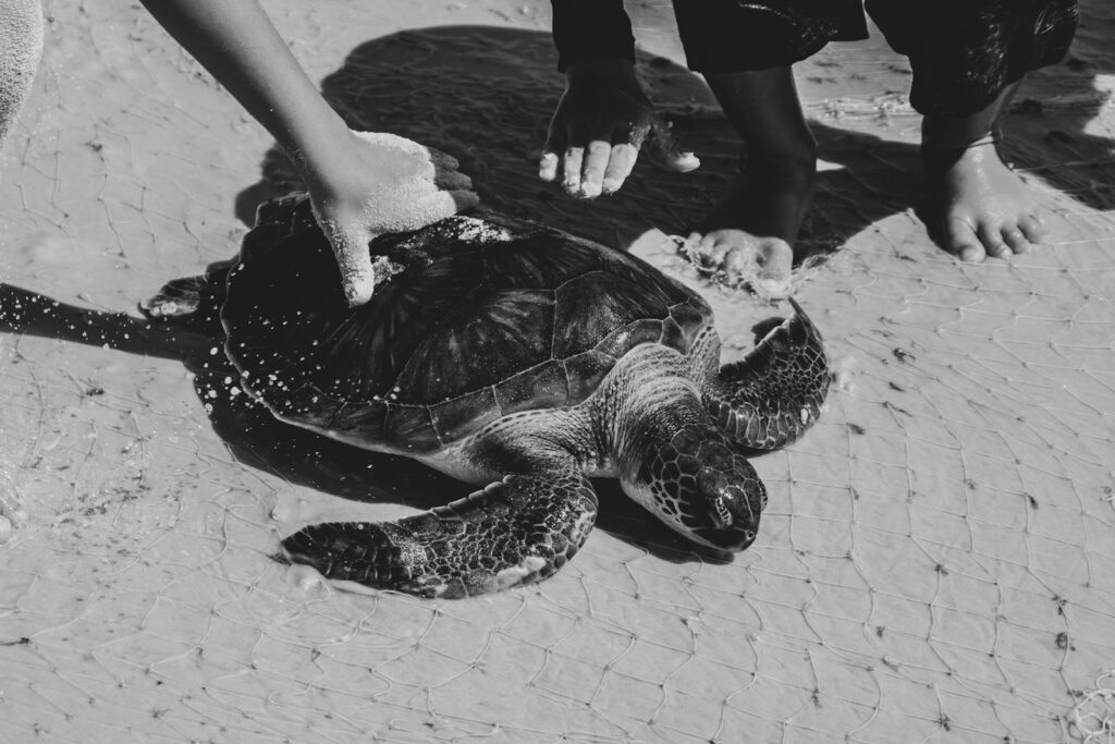 Black-and-white photo of a sea turtle being released on a sandy beach by people.