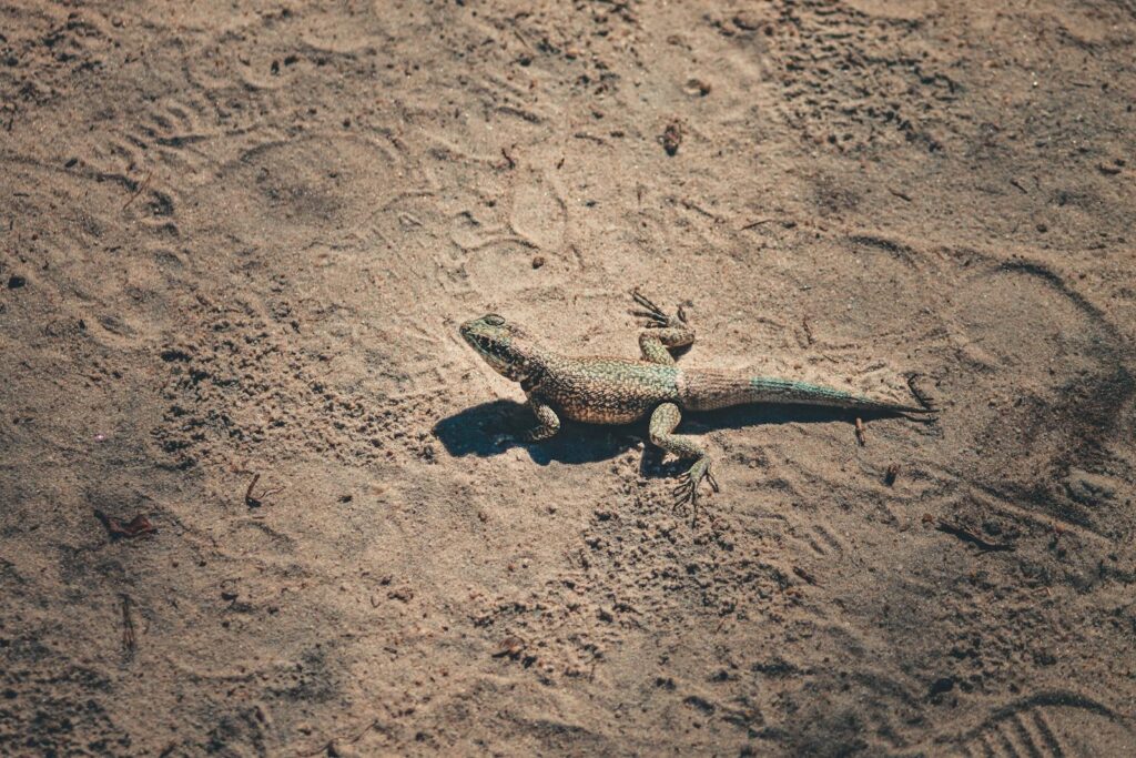 A lizard basking in the sun on a sandy beach, showcasing its natural habitat.