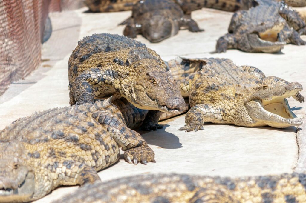 Multiple crocodiles lying under the sun displaying natural behavior in a sanctuary.