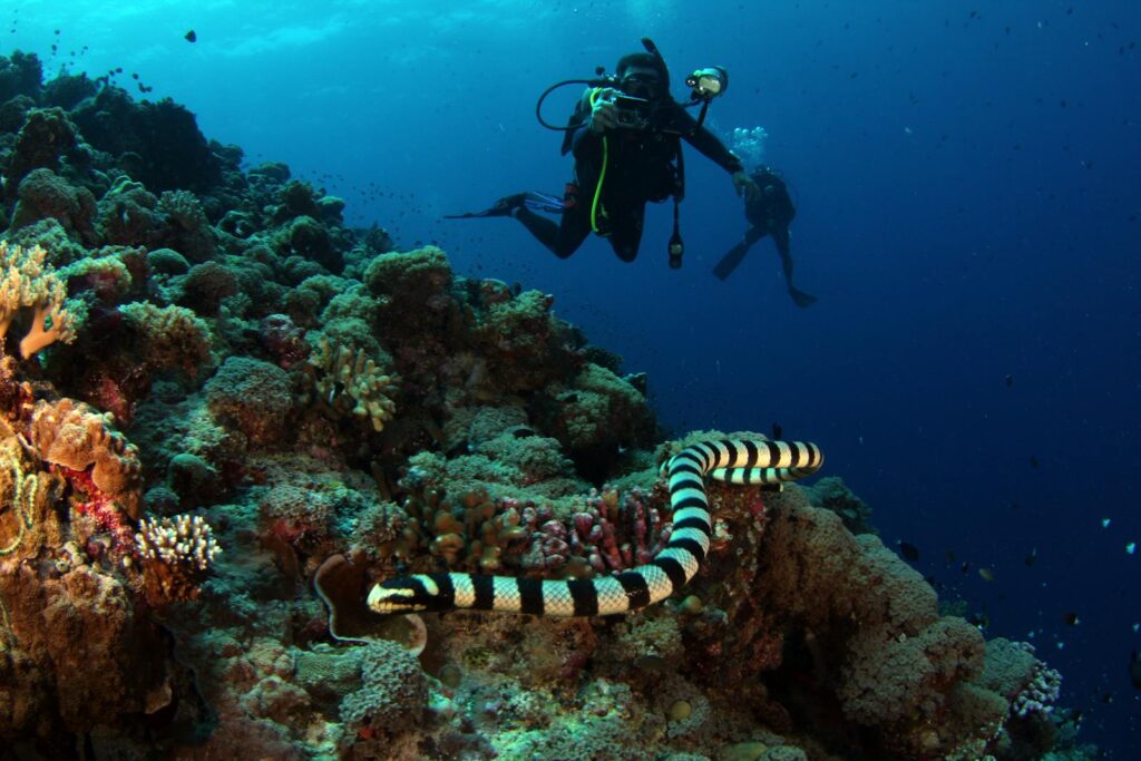 Scuba divers explore a vibrant coral reef with a sea snake in the foreground. Exhilarating underwater adventure.