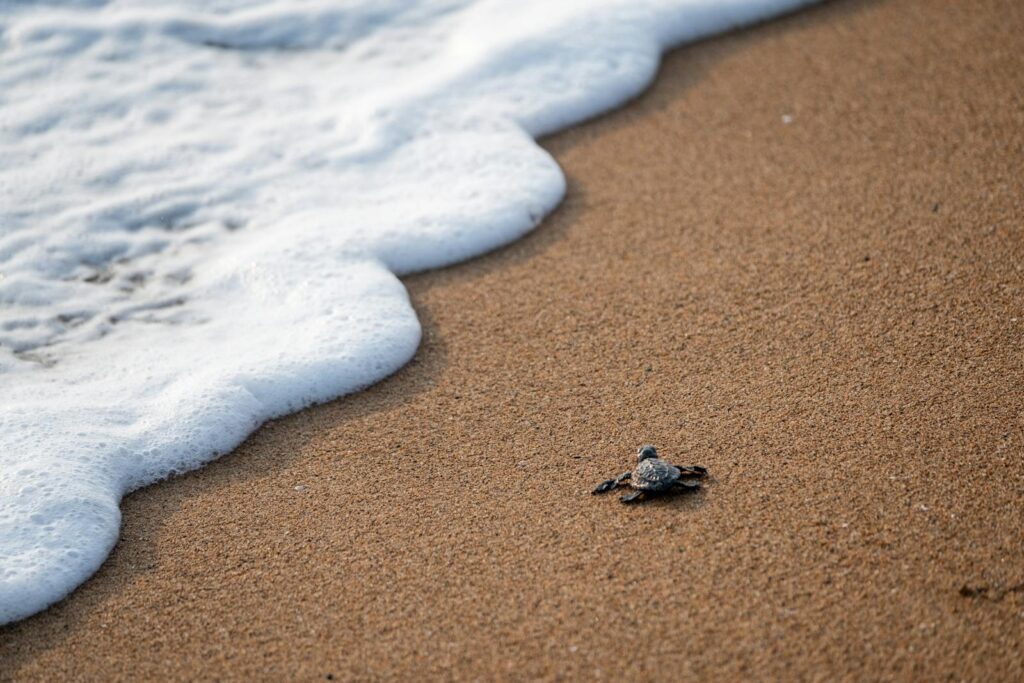 A baby sea turtle crawls towards foamy ocean waves on a sandy beach.
