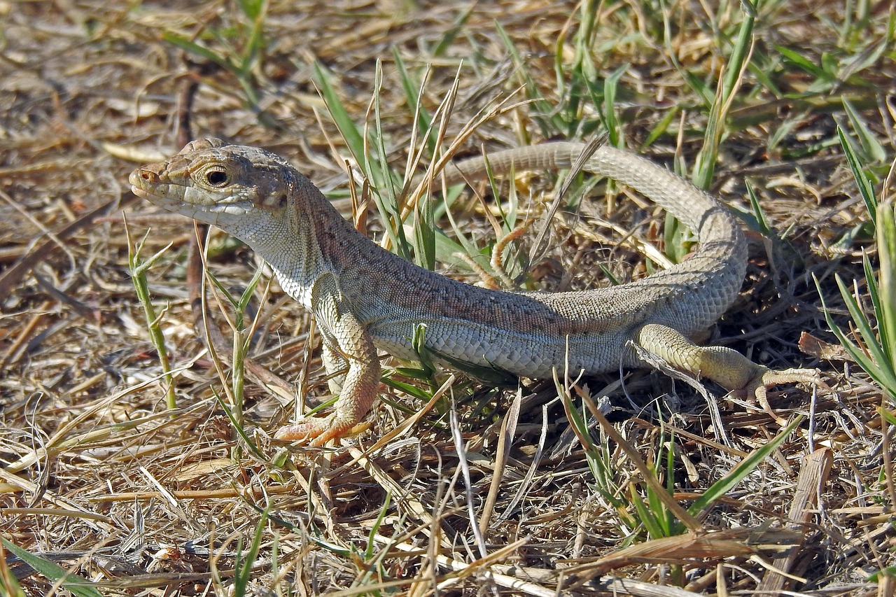 The Fastest Lizard in the World – It’s Built for Speed
