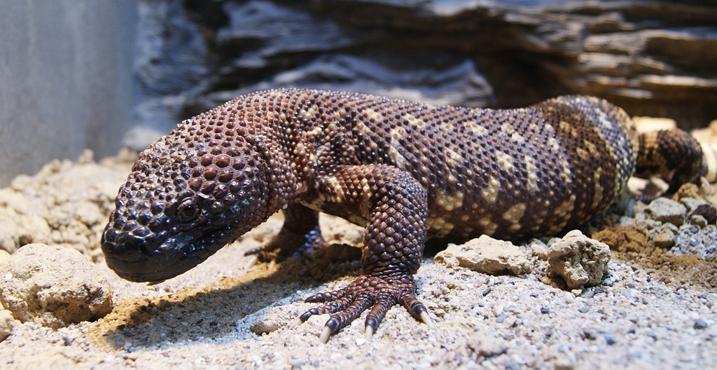 A large lizard walking on the ground, showcasing its textured skin and elongated body in a natural setting.
