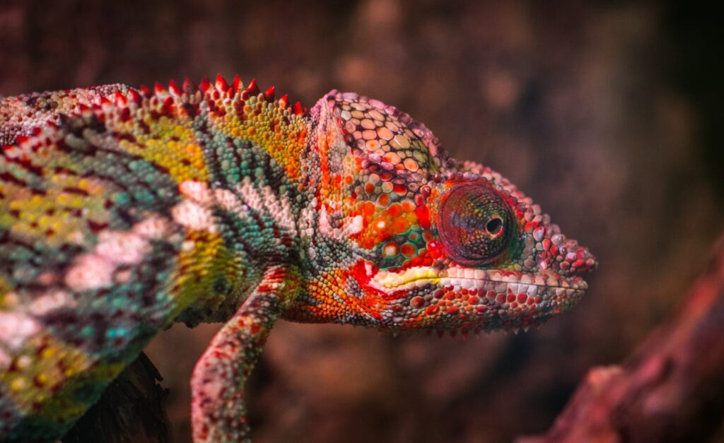 Detailed close-up of a colorful chameleon's head showcasing vibrant scales outdoors.
