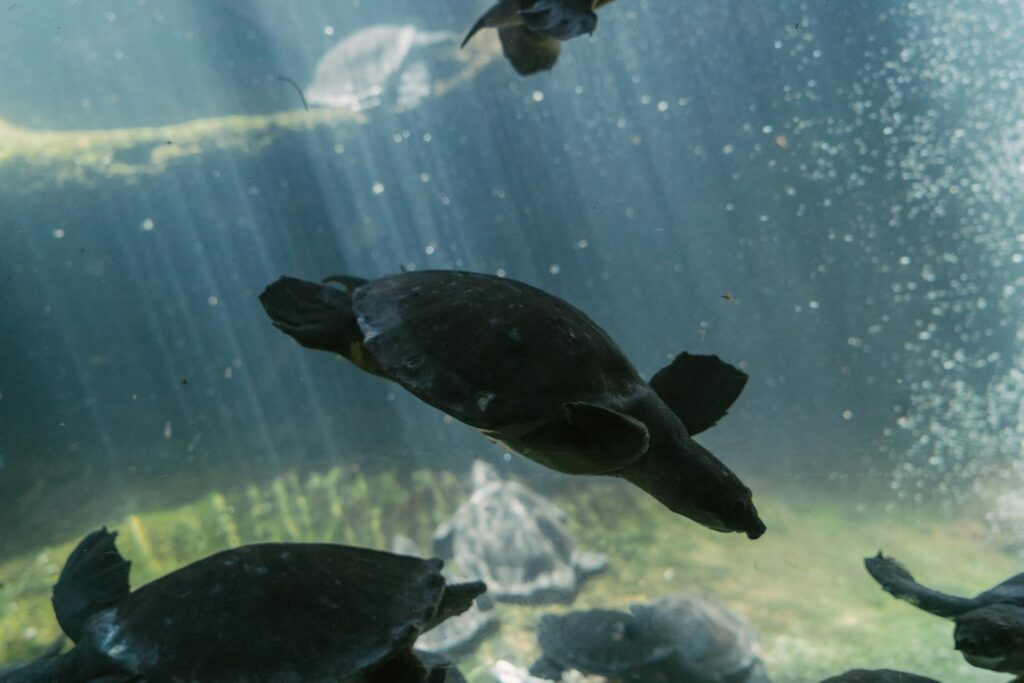 A mesmerizing view of multiple turtles swimming underwater with sunlight filtering through.