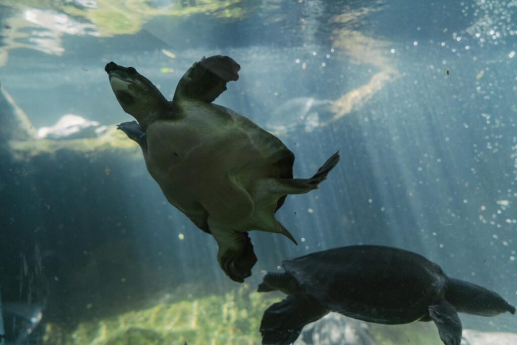 Two turtles gracefully swimming underwater in a beautifully lit aquarium.