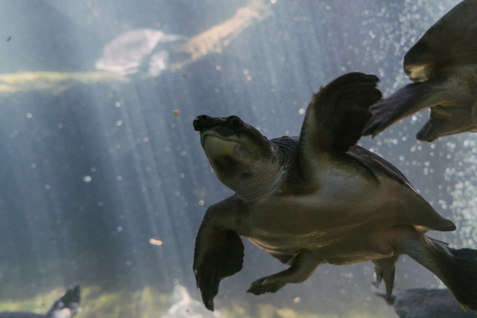 A stunning underwater shot capturing a turtle swimming gracefully in its aquatic environment.