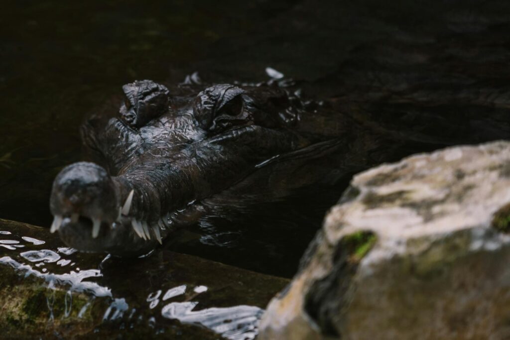 A crocodile's head emerges from the water, partially obscured by rocks.