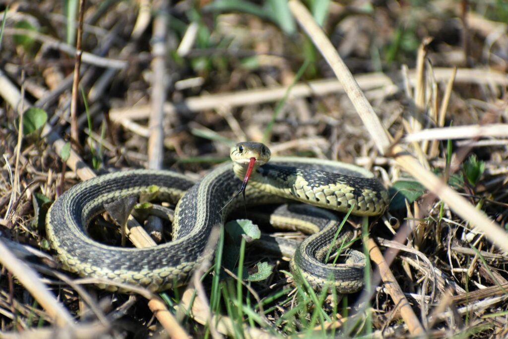 Close-up of a garter snake with its tongue out in a grassy, outdoor setting.