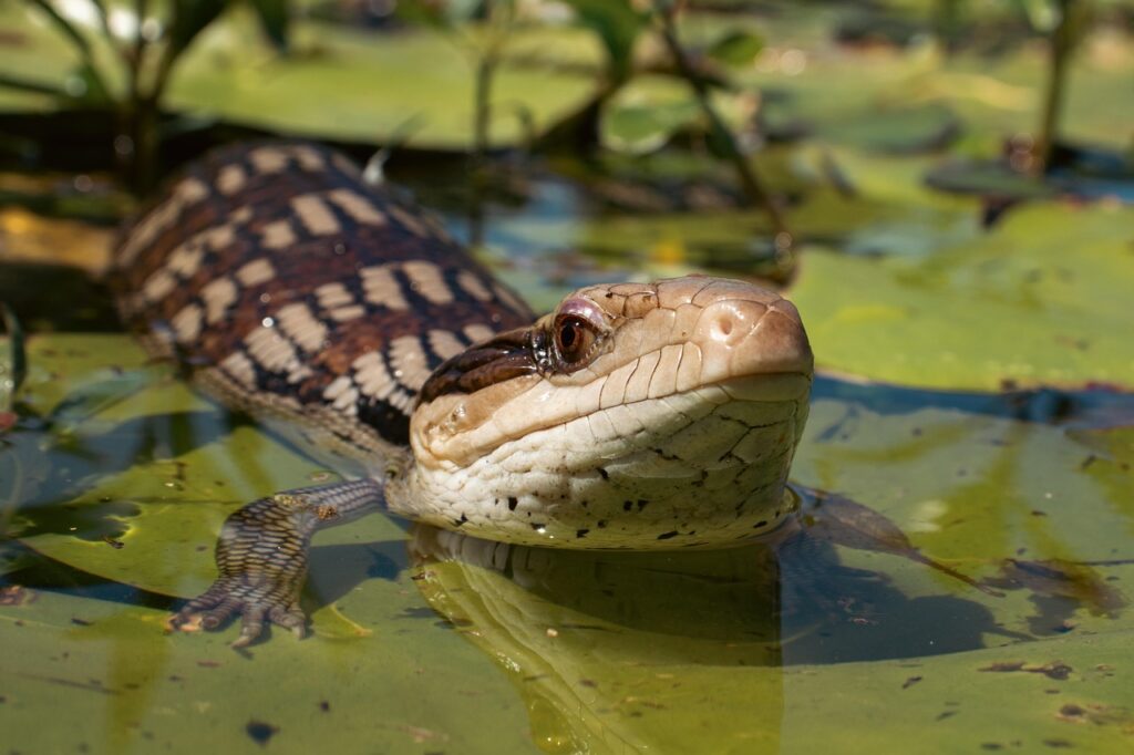 blue tongue skink, blue tongue lizard, nature, animal, reptile, skink, blue tongue, australia, lizard, water, green