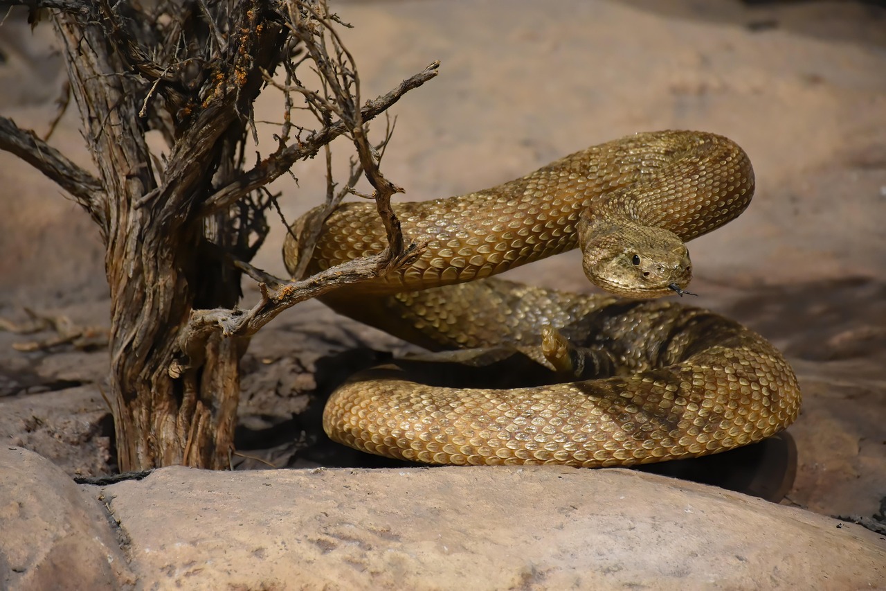 The Most Dangerous Venomous Snakes in North America