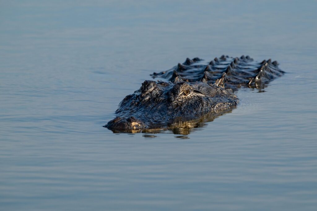 animal, alligator, reptile, nature, lake, wildlife, species, habitat