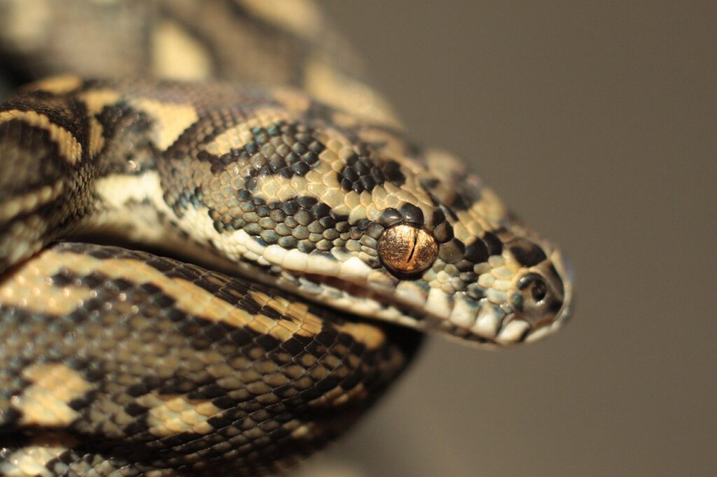 snake, reptile, nature, animal, close up