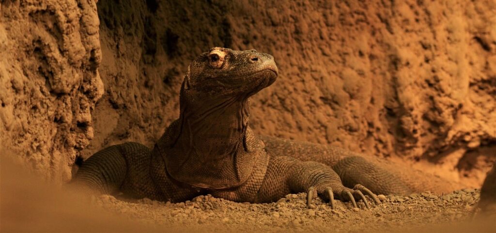 komodo dragon, lizard, reptile, komodo monitor, wildlife, nature, animal
