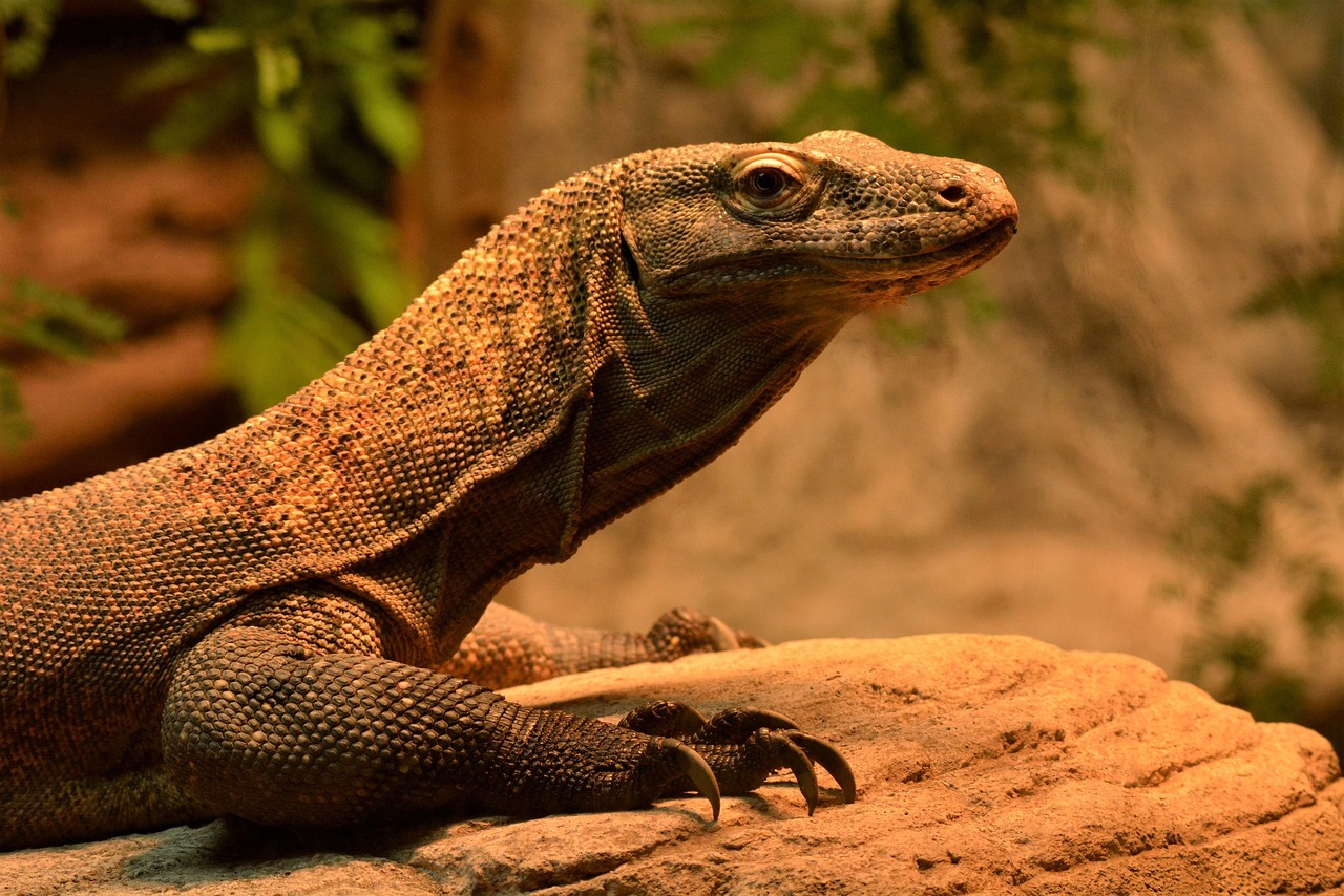 The Komodo Dragon’s Secret Weapon – How Its Bite Slowly Kills Prey
